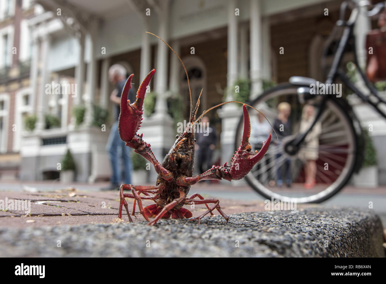 L'écrevisse rouge de marais ou langoustes (Procambarus clarkii). près de l'Hôtel Amstel, Amsterdam, Pays-Bas. Banque D'Images