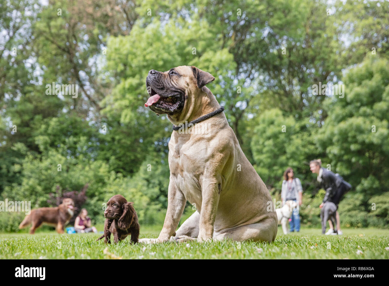 Les Pays-Bas, Amsterdam, le Vondelpark. Promotions pour les chiens. Service de sortie de chien, laissant les chiens. Banque D'Images
