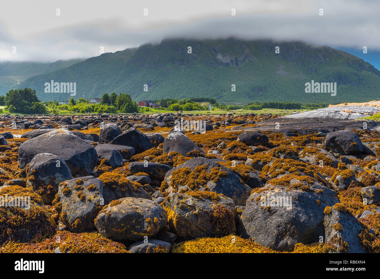Vue de la côte avec des rochers couverts d'un enchevêtrement de végétation marine avec des montagnes en arrière-plan sous les nuages. La Norvège, autour de Vevang. Banque D'Images