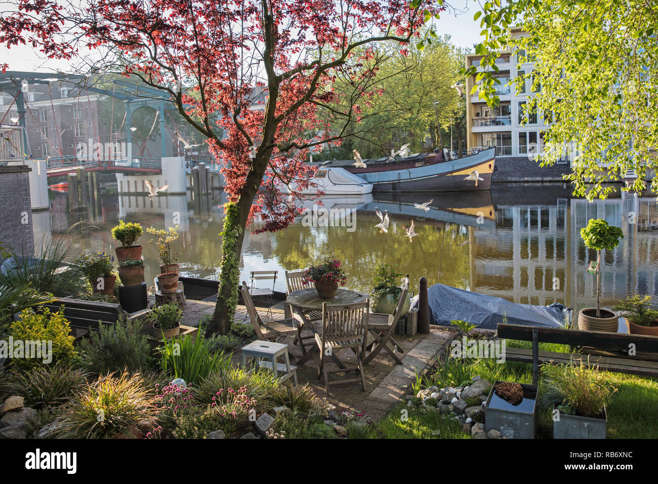 Les Pays-Bas, Amsterdam, le jardin de quartier. Les mouettes en quête de nourriture dans le canal. Banque D'Images