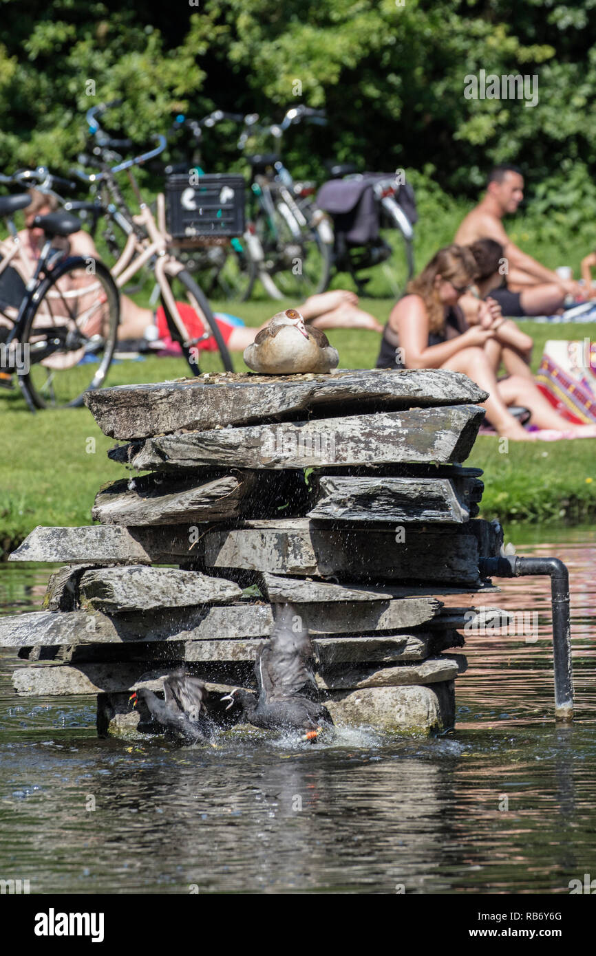 Les Pays-Bas, Amsterdam.Vondelpark, l'été. Les gens se détendre et bronzer. Egyptian goose. Gallinule poule-d'eau et Foulque combats. Banque D'Images