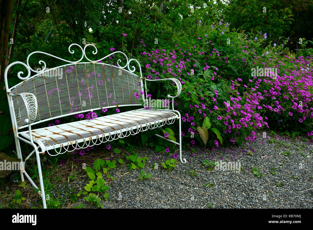 Banc en fer forgé blanc,seat,coin,jardin,meubles,Géranium Mont Vénus,rose,magenta fleurs,fleurs,fleurs,Fleurs,plantes vivaces,RM Banque D'Images