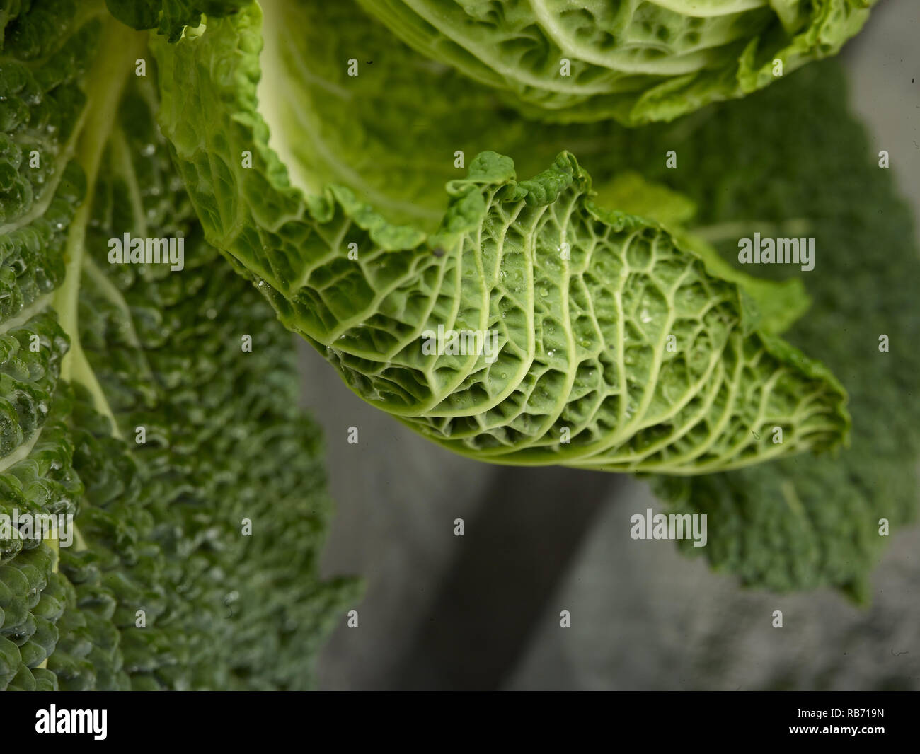 Photographie alimentaire légumes chou de Savoie Banque D'Images