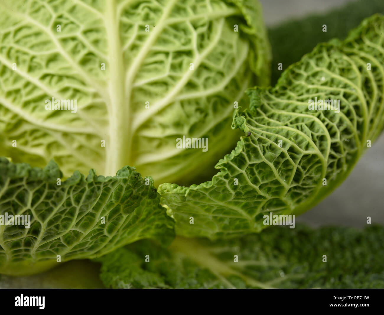 Photographie alimentaire légumes chou de Savoie Banque D'Images