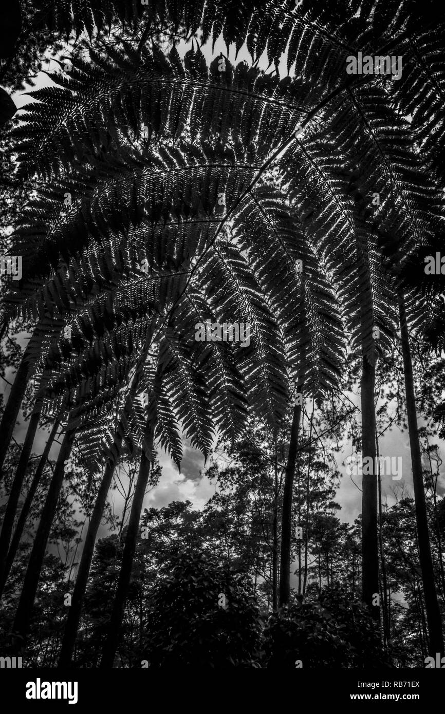 Grandes feuilles de fougère en noir et blanc photo Banque D'Images