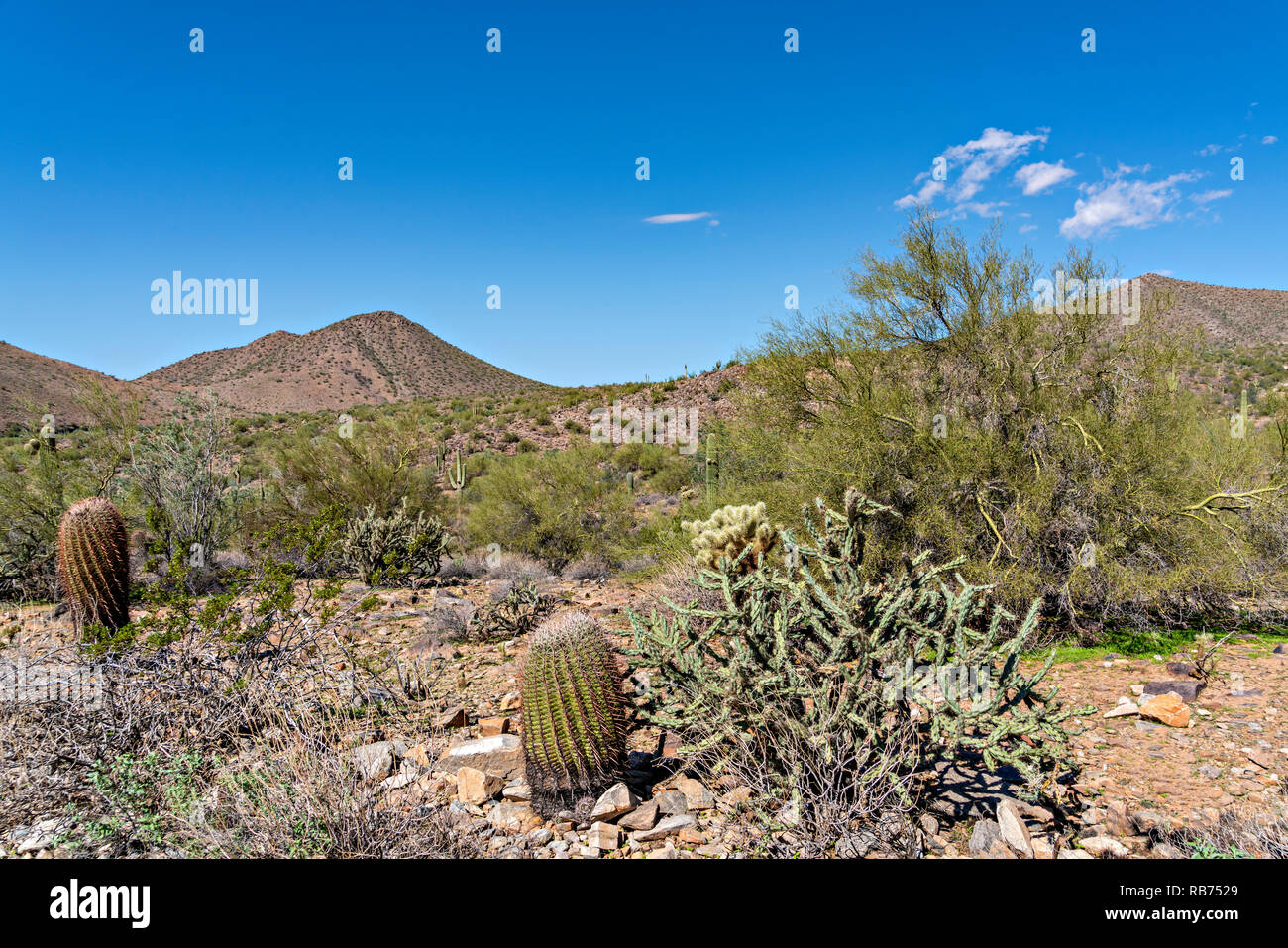 Ours Buckhorn Barrel Cactus Desert De Vegetation Photo Stock Alamy