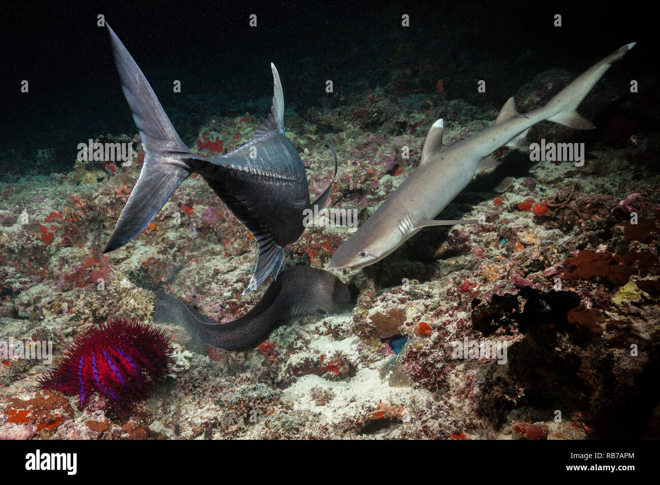 Murène géante et Shark chasser la nuit, Gymnothorax javanicus, de l'Océan Indien, les Maldives Banque D'Images