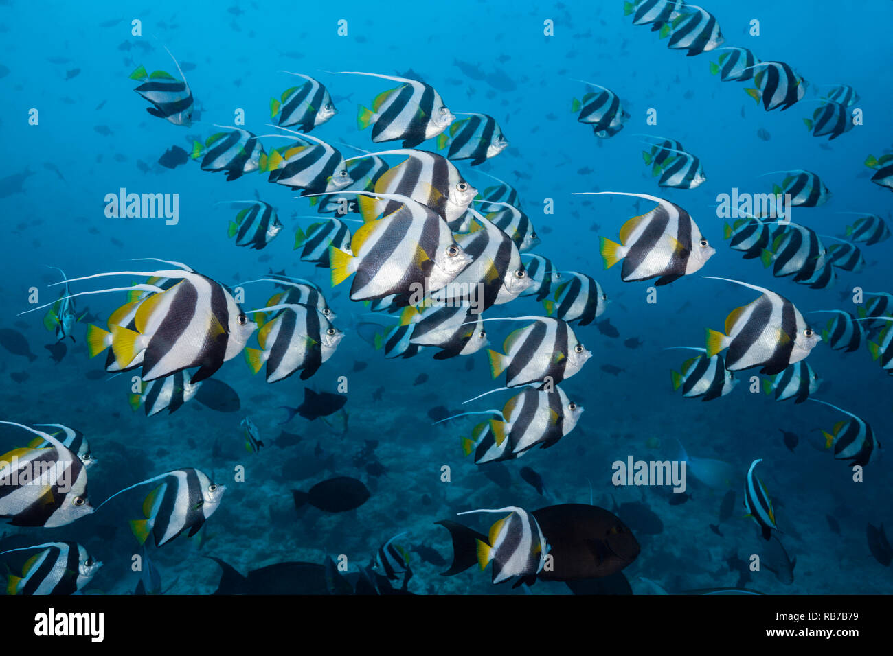 Banc de Pennant, Heniochus diphreutes Bannerfish, de l'Océan Indien, les Maldives Banque D'Images