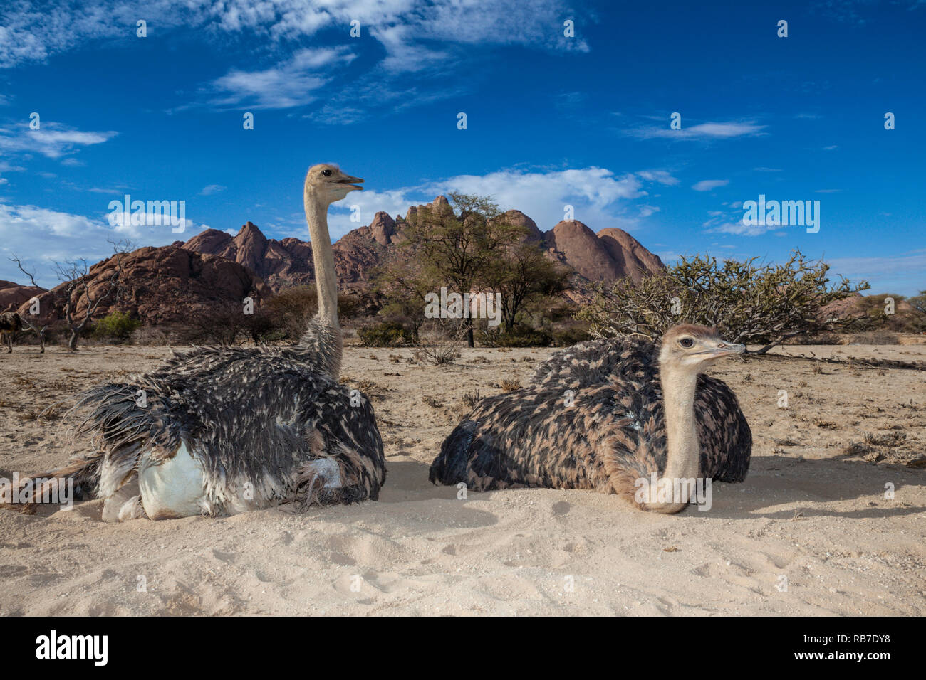 Autruche d'Afrique du Sud, Struthio camelus australis, Spitzkoppe, Namibie Banque D'Images