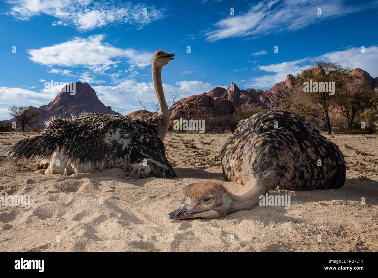 Autruche d'Afrique du Sud, Struthio camelus australis, Spitzkoppe, Namibie Banque D'Images