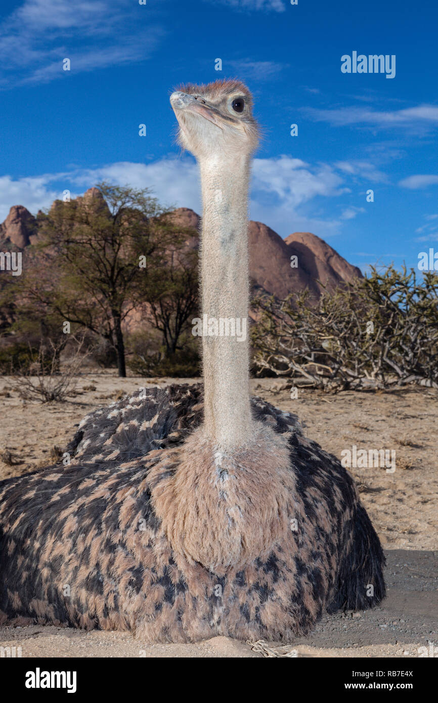 Autruche d'Afrique du Sud, Struthio camelus australis, Spitzkoppe, Namibie Banque D'Images