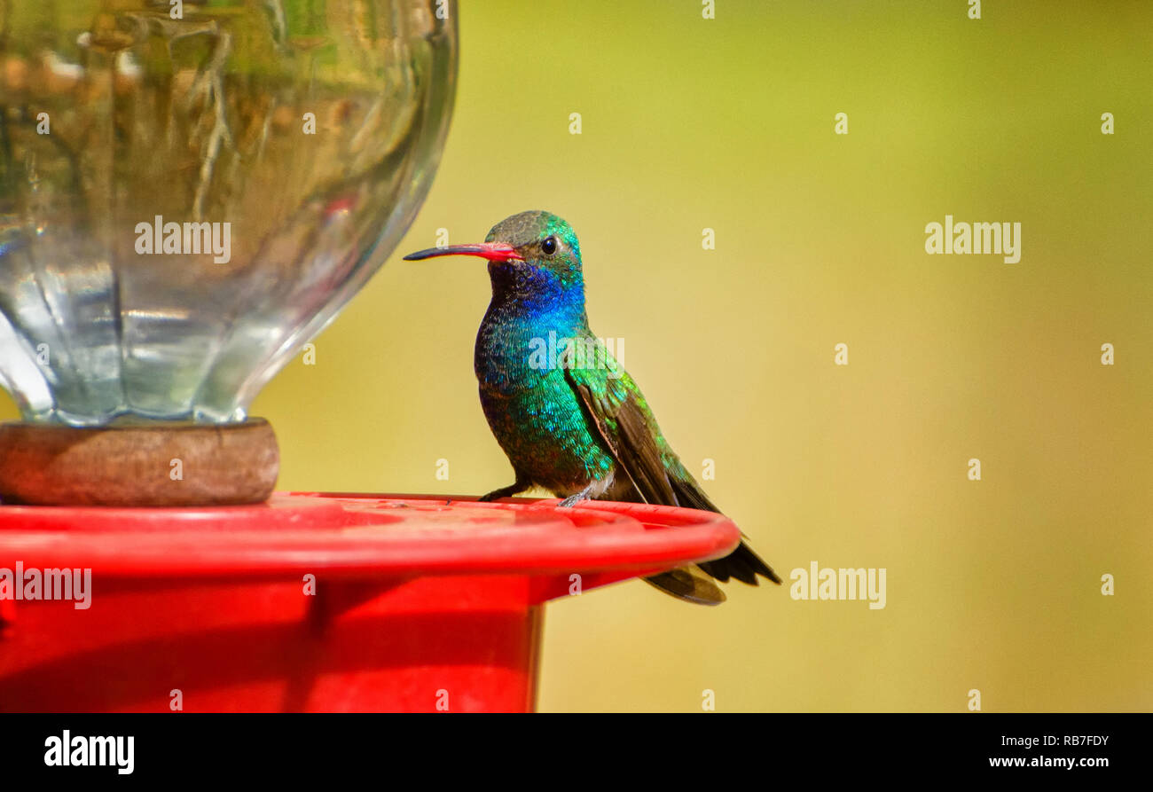 Large-billed Hummingbird à une mangeoire sur un fond jaune Banque D'Images