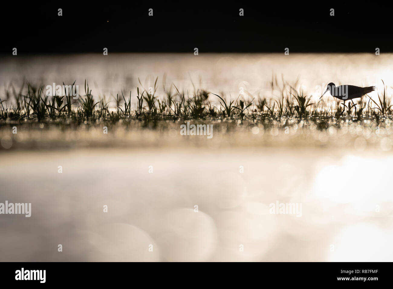 Marsh Sandpiper Tringa stagnatilis () se nourrissent dans les eaux peu profondes. Lubana complexe de zones humides. La Lettonie. Banque D'Images