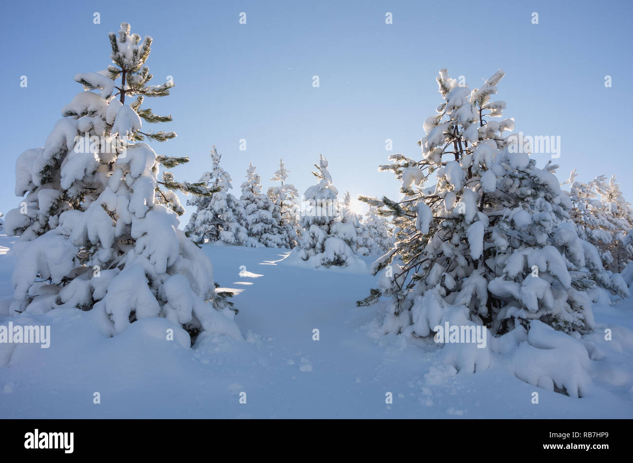 La beauté de l'hiver dans les montagnes Zlatibor, Serbie. Banque D'Images