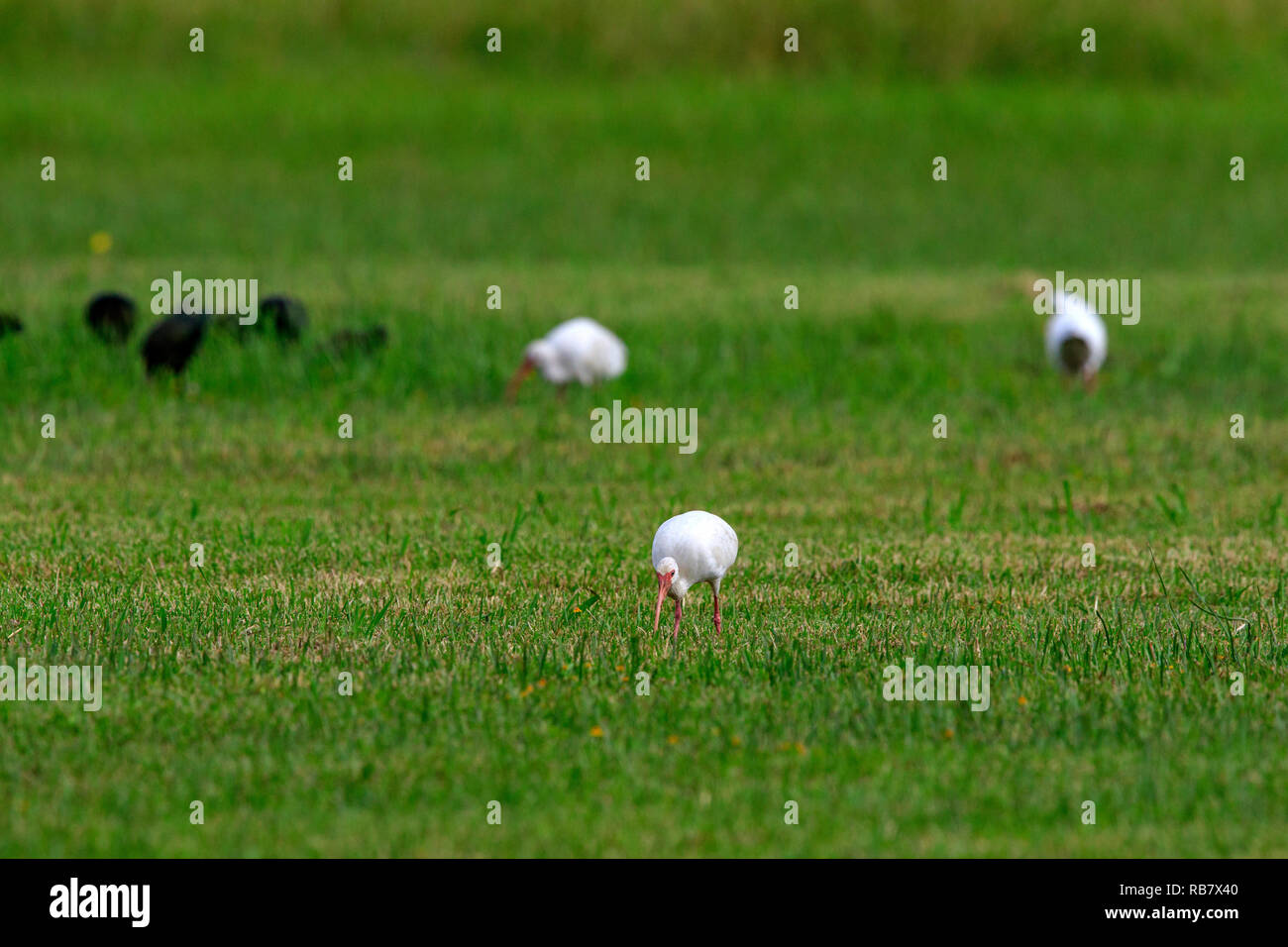 American Ibis blanc (Eudocimus albus) se nourrir dans l'herbe avec l'ibis falcinelle (en arrière-plan. Banque D'Images