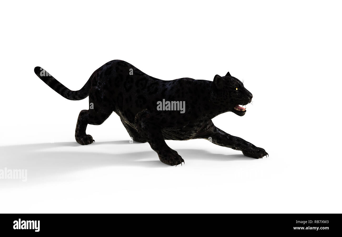 Illustration 3d isoler la panthère noire sur fond blanc avec chemin de détourage, Black Tiger Banque D'Images
