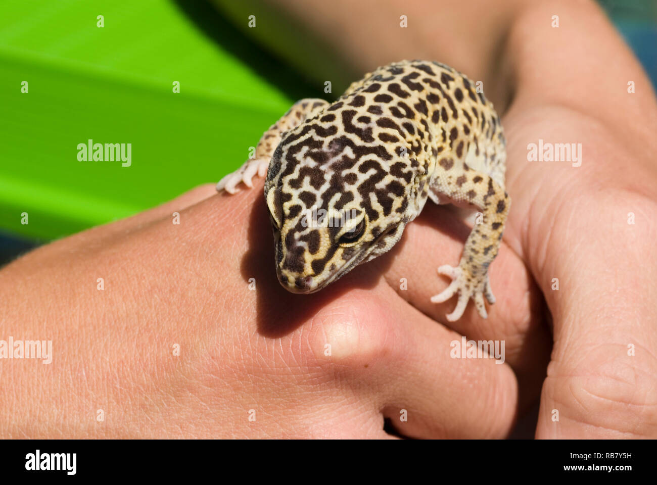 Gecko Léopard commun Banque D'Images