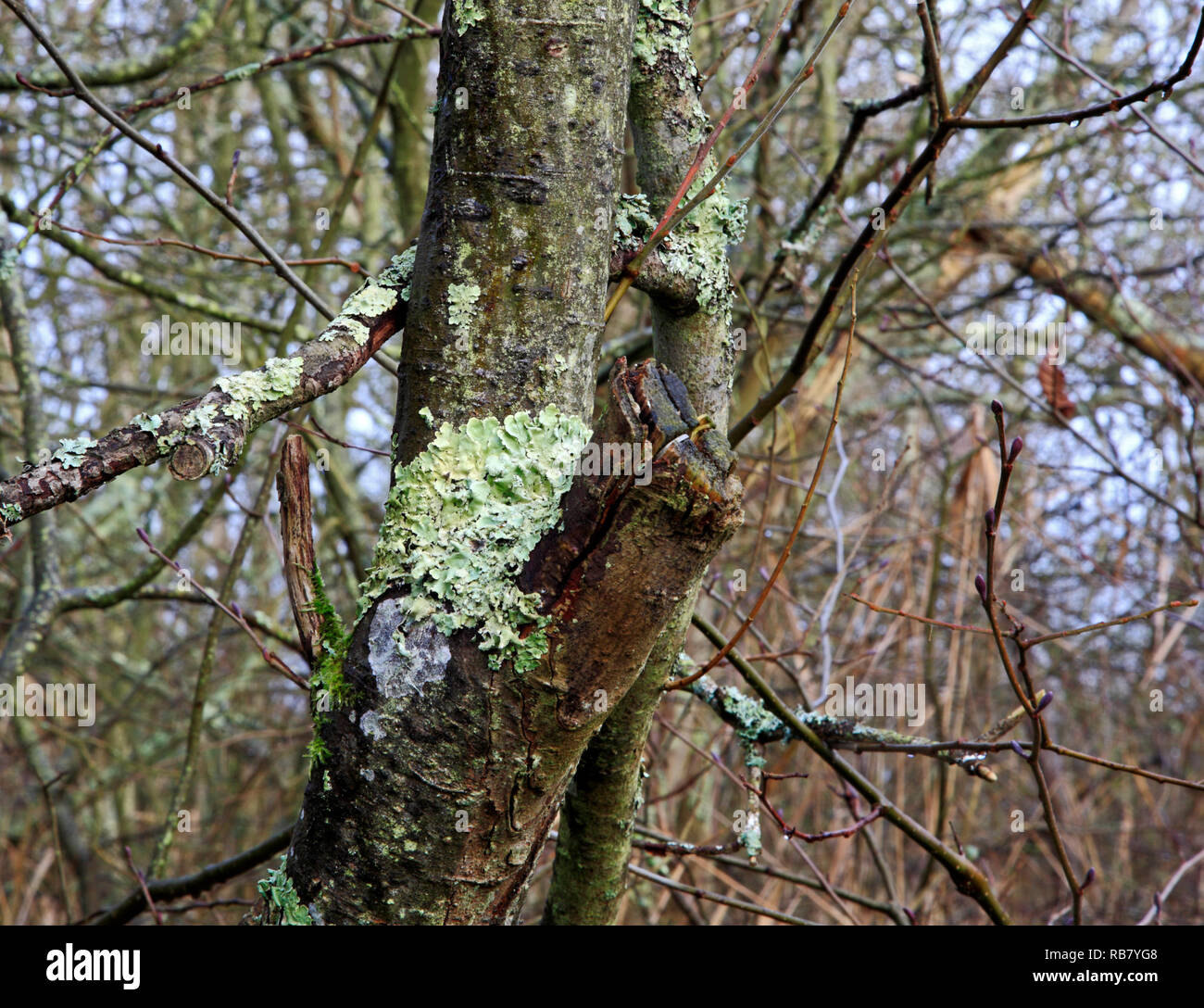 Un exemple de Greenshield commun Lichen, Flavoparmelia caperata, sur l'écorce des arbres dans les Norfolk Broads à Neatishead, Norfolk, Angleterre, Royaume-Uni, Europe. Banque D'Images