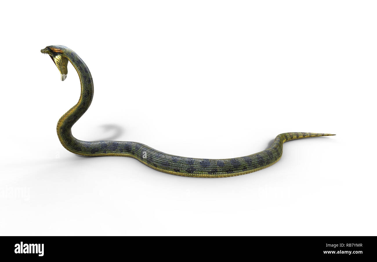 Illustration 3d'Anaconda, Boa Constrictor, le plus grand serpent venimeux isolé sur fond blanc, 3D Rendering Banque D'Images