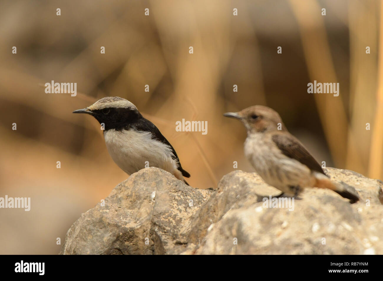 Un couple d'oiseaux sur une pierre.Arabian Traquet motteux Oenanthe / lugentoides Banque D'Images