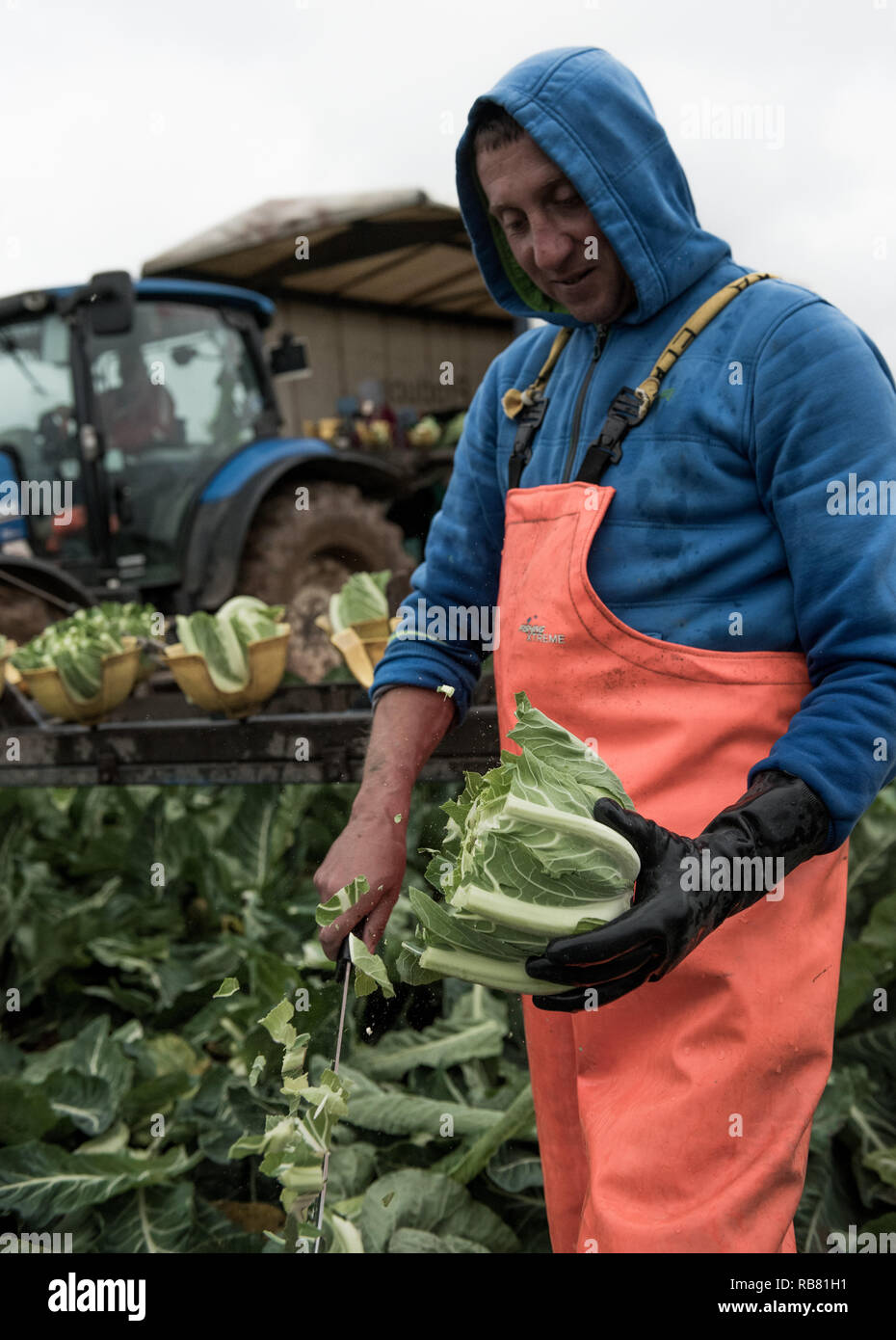 Les travailleurs agricoles de l'Europe au Royaume-Uni Banque D'Images