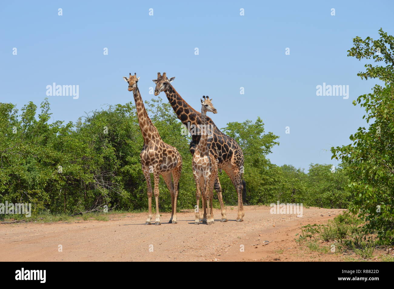 Famille de girafes en Afrique Banque D'Images