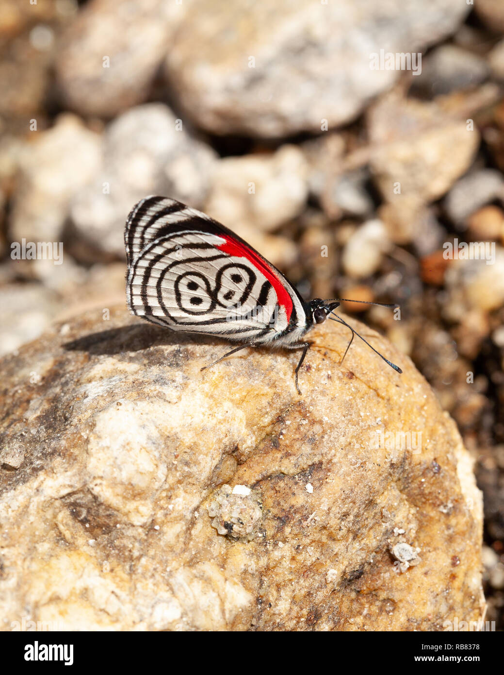 Beau papillon diaethria également appelé 88 Banque D'Images