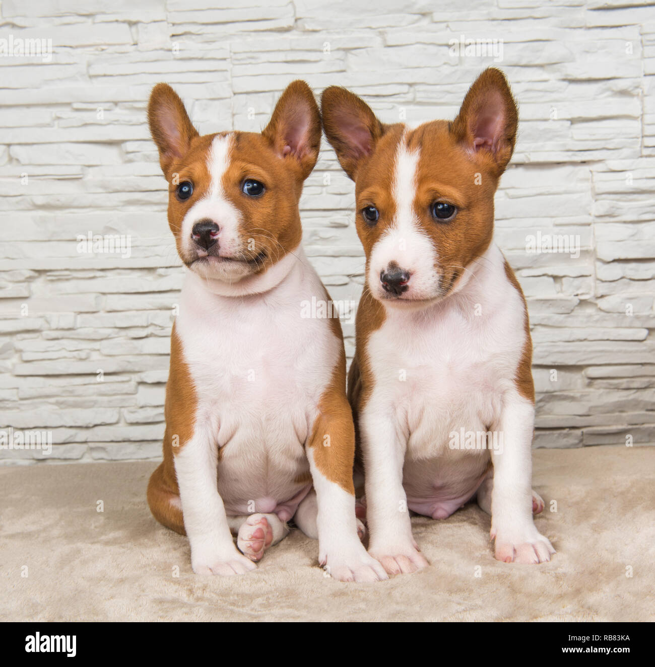 Drole De Petits Bebes Deux Chiens Chiots Basenji Sur Mur Blanc Photo Stock Alamy