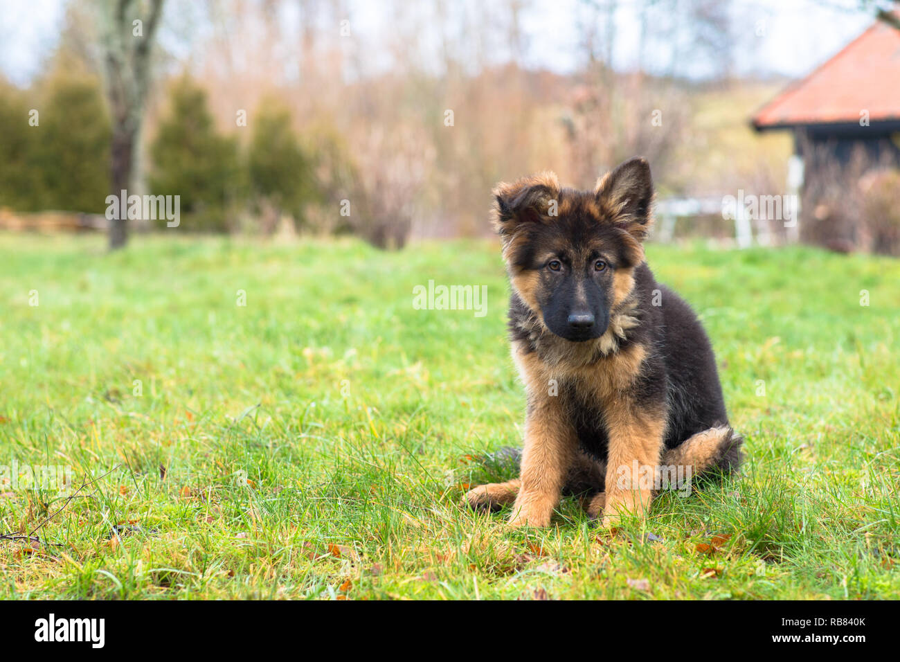 Un mignon chiot berger allemand assis dehors dans l'herbe Banque D'Images