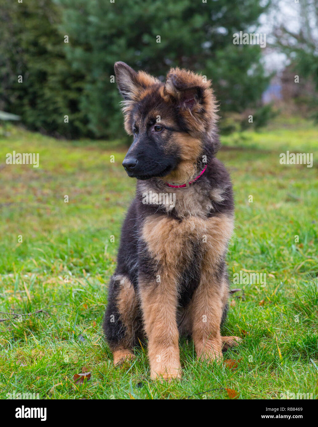 Un Mignon Chiot Berger Allemand Assis Dehors Dans L Herbe Photo Stock Alamy
