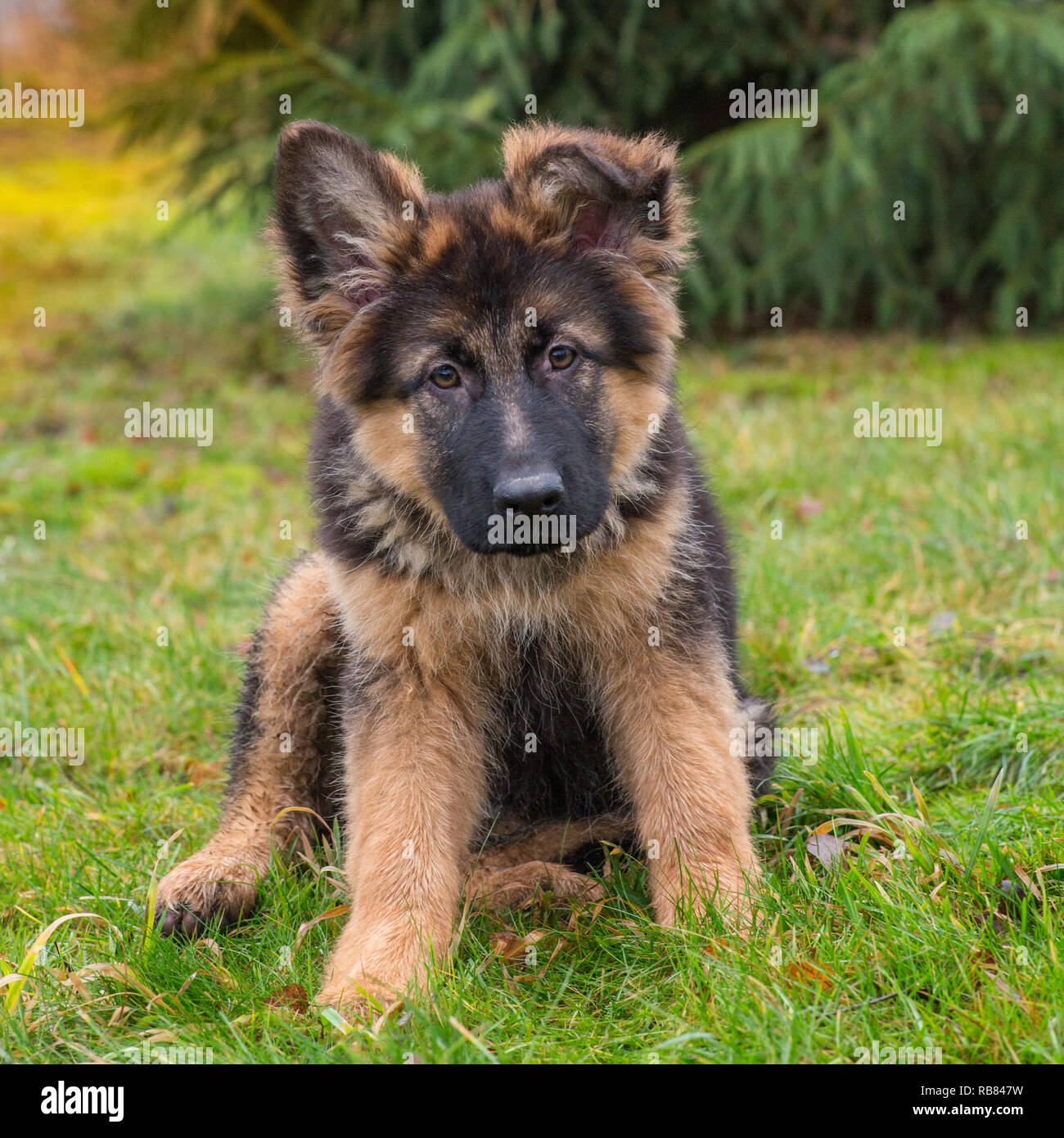Chiot Berger Allemand Photo Stock Alamy