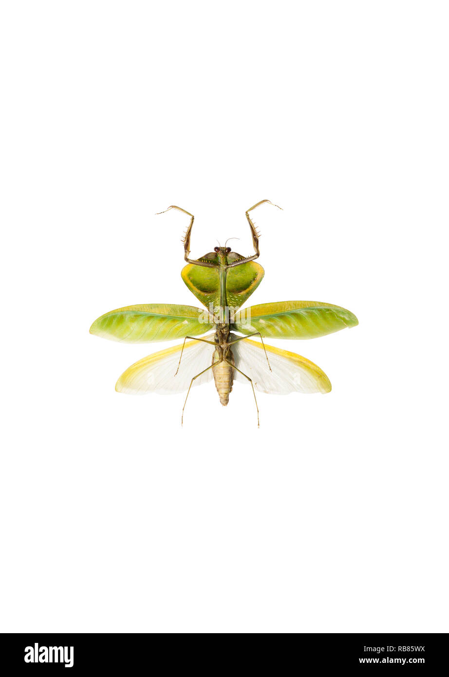 Une belle leaf (Choeradodis strumaria mantis) isolé sur fond blanc Banque D'Images