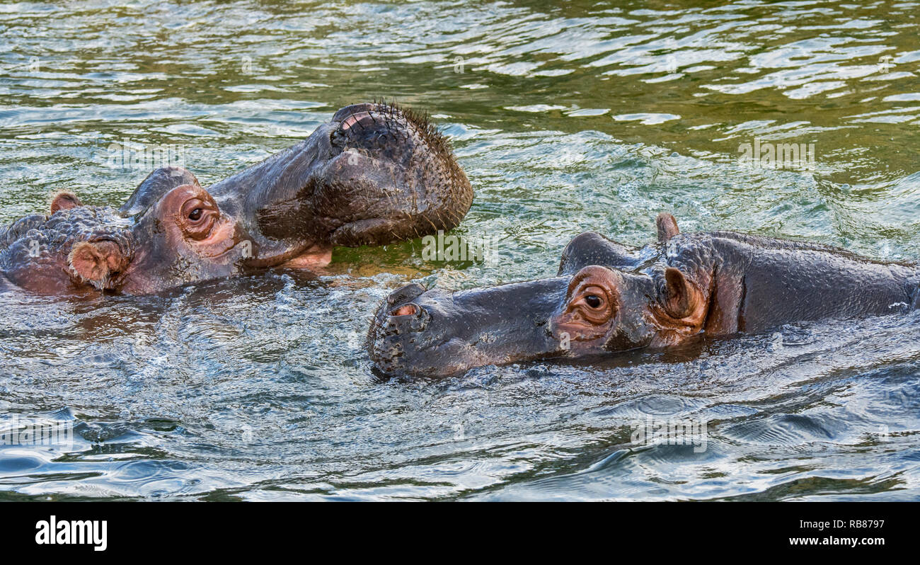 Couple d'hippopotames / hippos (Hippopotamus amphibius) mâle femelle hippopotame hippo approchant pour l'accostage dans le lac Banque D'Images