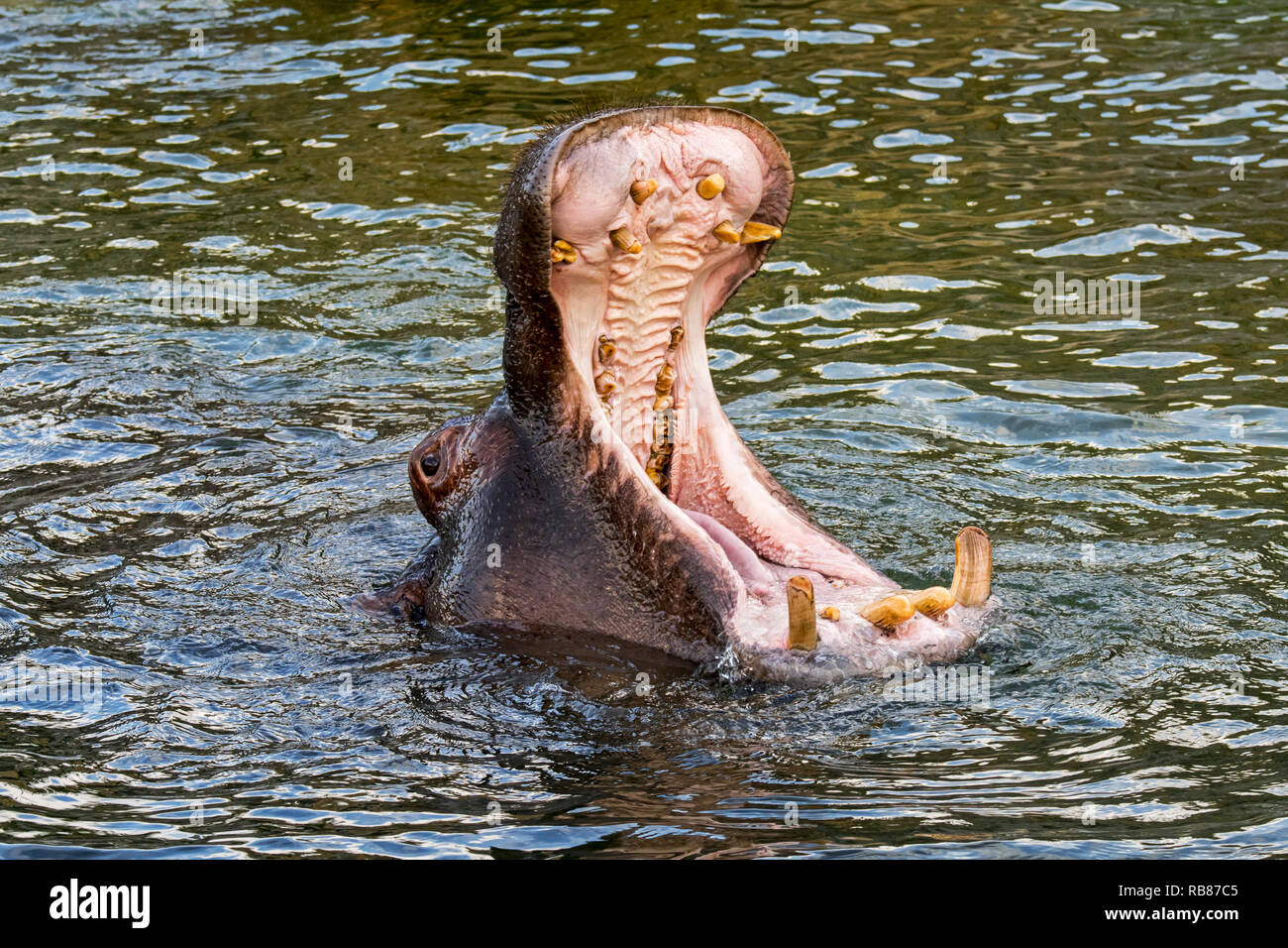 Close up d'Hippopotame (Hippopotamus amphibius) dans l'étang de bâiller et montrant les dents énormes et de grandes défenses canine dans la bouche grande ouverte Banque D'Images