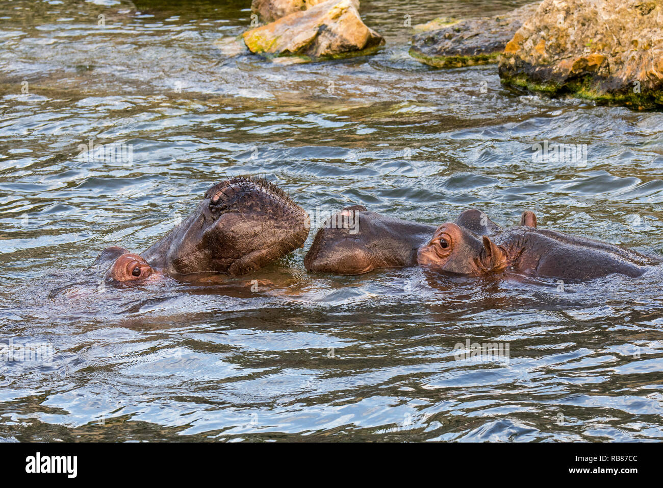 Couple d'hippopotames / hippos (Hippopotamus amphibius) mâle femelle hippopotame hippo approchant pour l'accostage dans le lac Banque D'Images