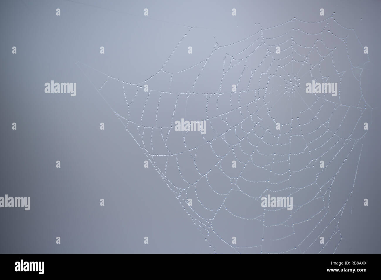 Spider web avec des gouttelettes d'eau sur fond gris Banque D'Images