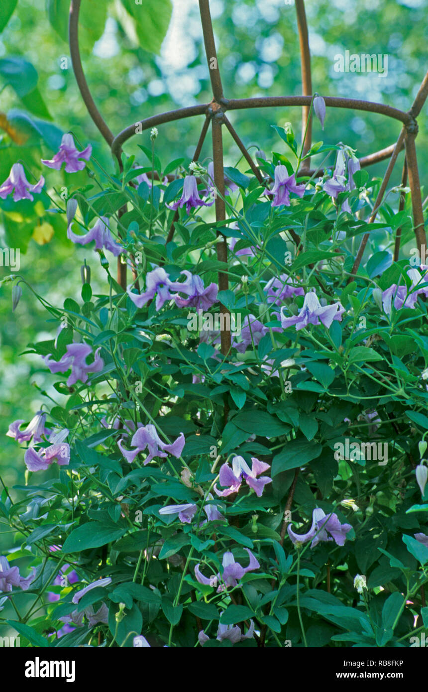 Clematis, BETTY CORNING Banque D'Images