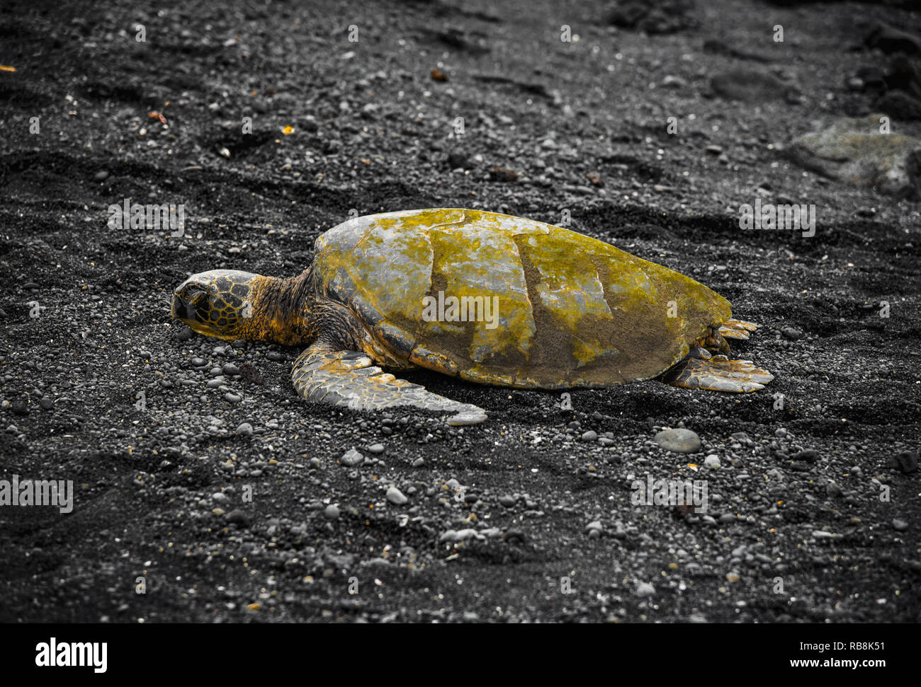 Tortue sur une plage de sable noir à Hawaï Banque D'Images