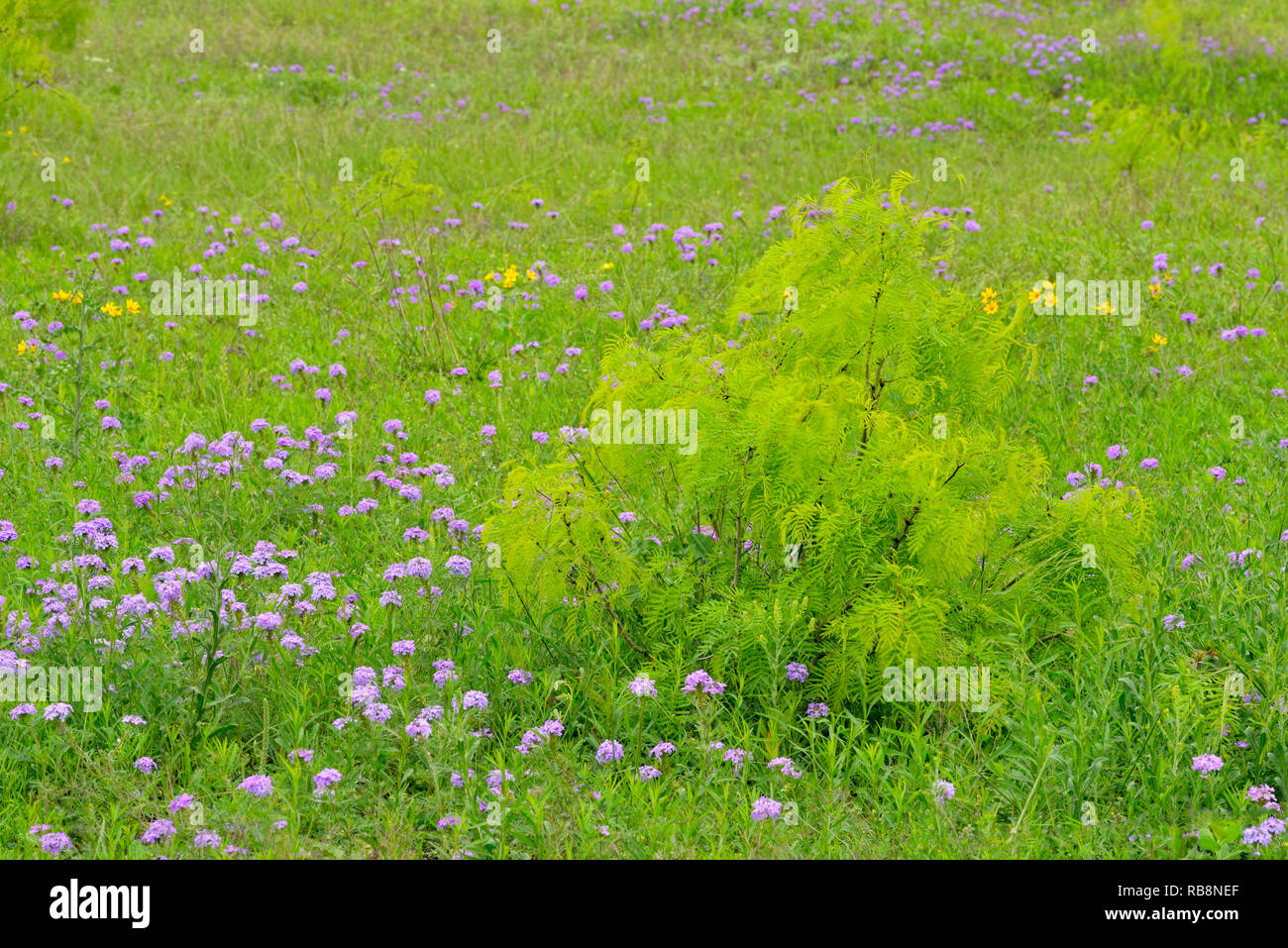 Verveine des Prairies et au printemps les mesquites, Burnet County, Texas, USA Banque D'Images