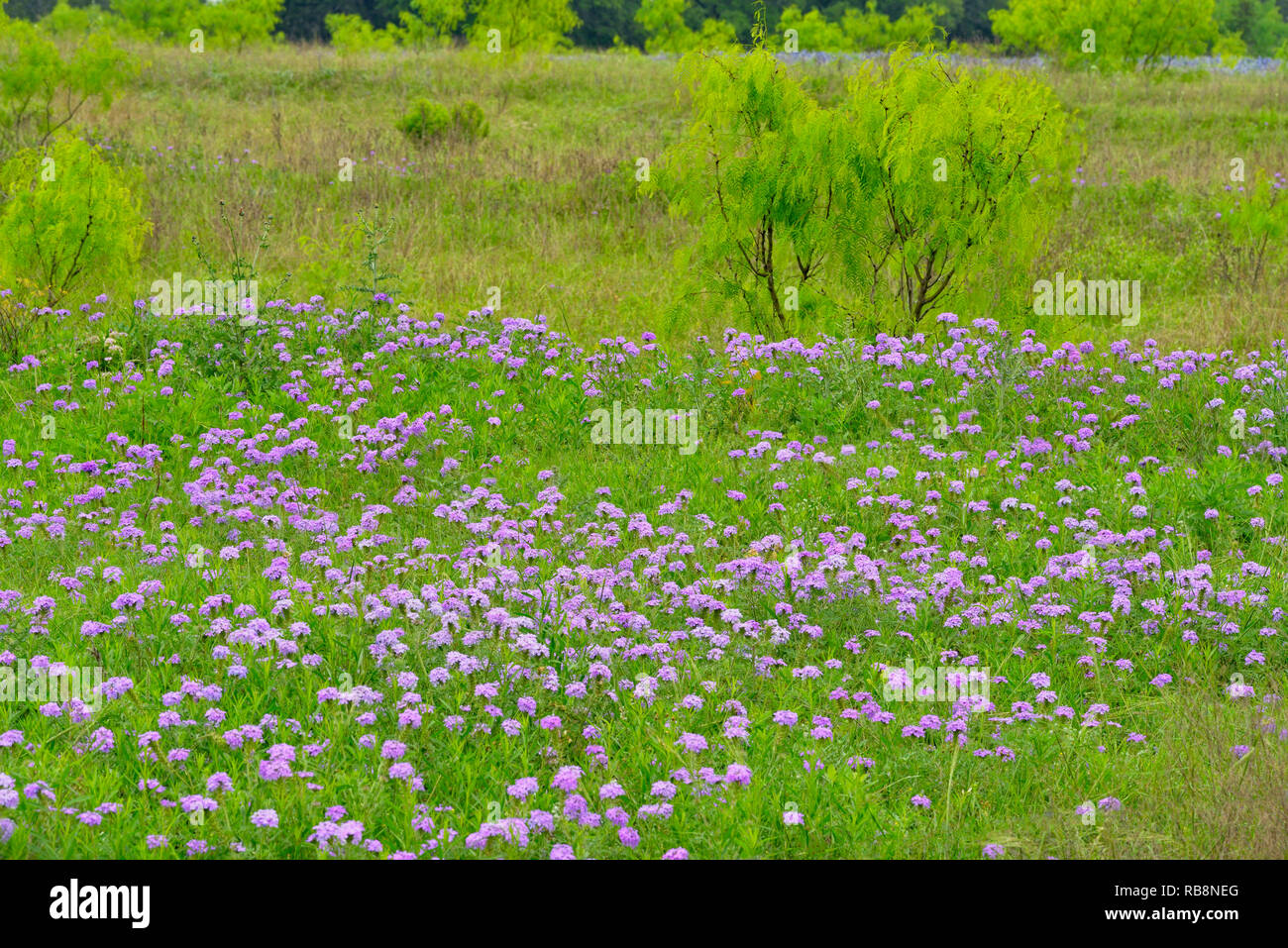 Verveine des Prairies et au printemps les mesquites, Burnet County, Texas, USA Banque D'Images