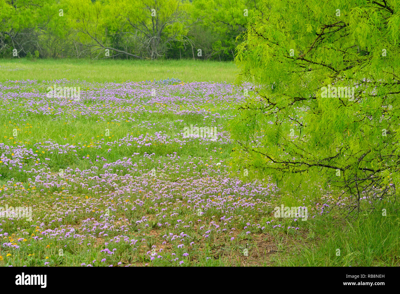 Verveine des Prairies et au printemps les mesquites, Burnet County, Texas, USA Banque D'Images