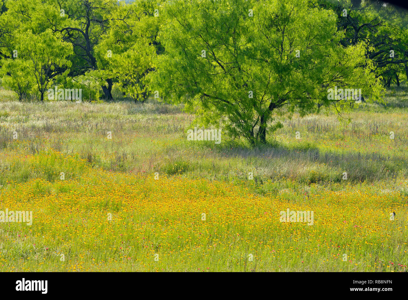 Brown et mauvaises herbes amères les mesquites, Willow City, Texas, États-Unis Banque D'Images
