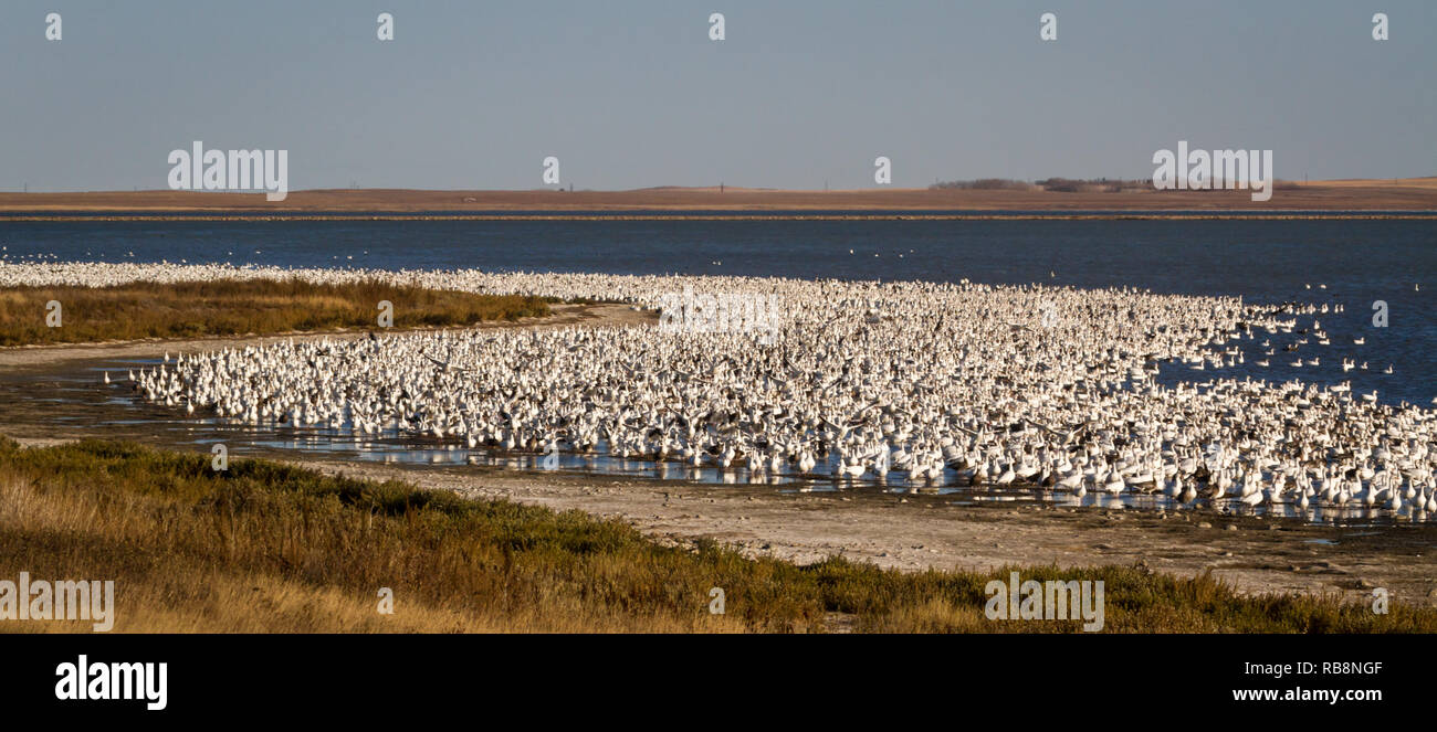 Des milliers d'oies des neiges rivage ligne à Reed Lake (juste à côté de l'autoroute transcanadienne) près de Morse dans le sud de la Saskatchewan, Canada. Banque D'Images