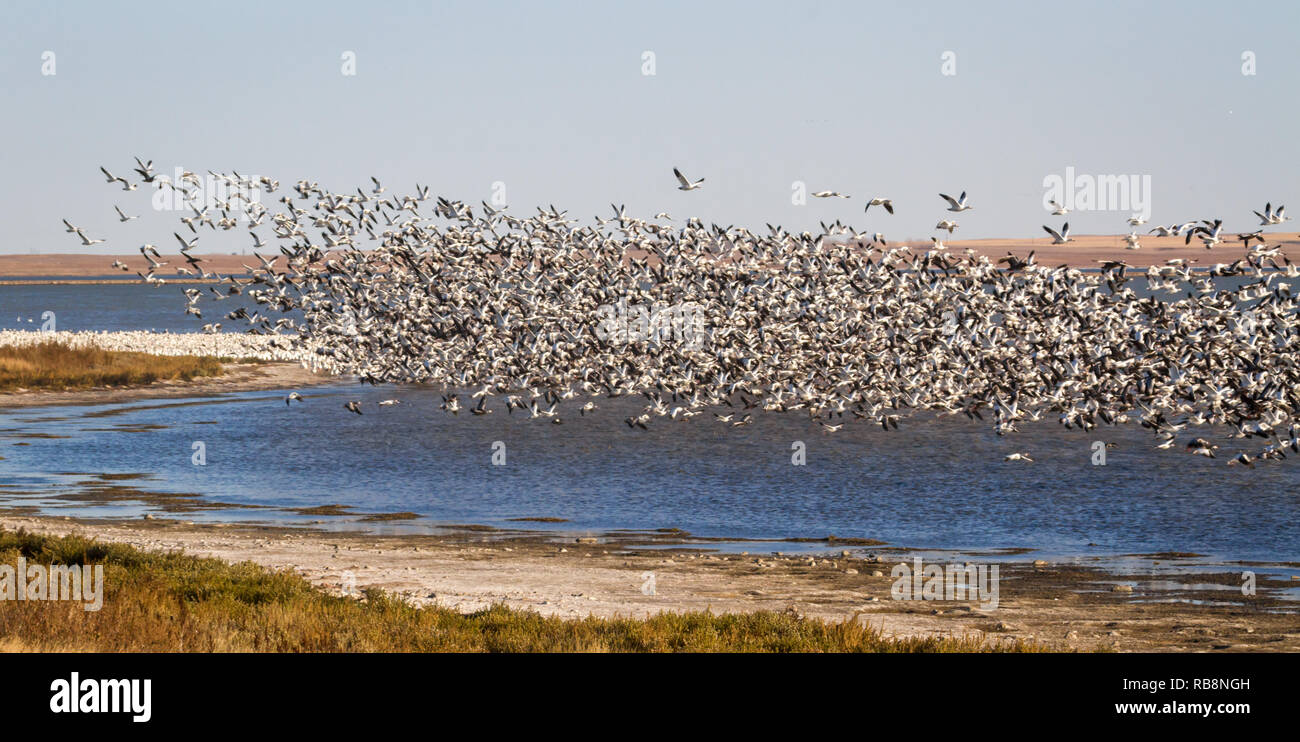Des neiges s'épanouir sur Reed Lake (juste à côté de l'autoroute transcanadienne) près de Morse dans le sud de la Saskatchewan, Canada. Banque D'Images