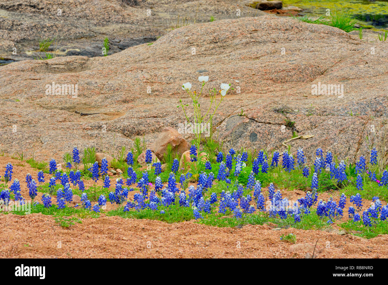 Bluebonnets et rochers autour de Coal Creek, à Willow City Loop, Gillespie County, Texas, USA Banque D'Images