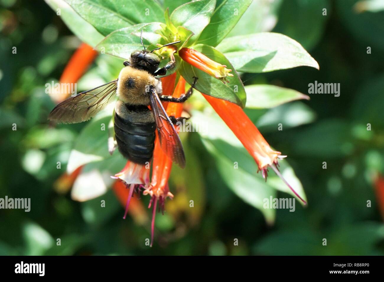 Abeille charpentière sur une fleur orange Banque D'Images