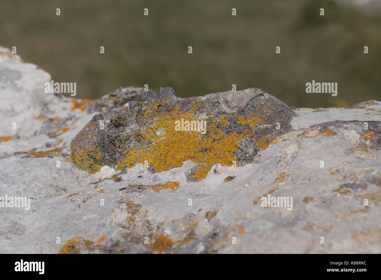 Les lichens Tout Quarry, Portland, Dorset Banque D'Images
