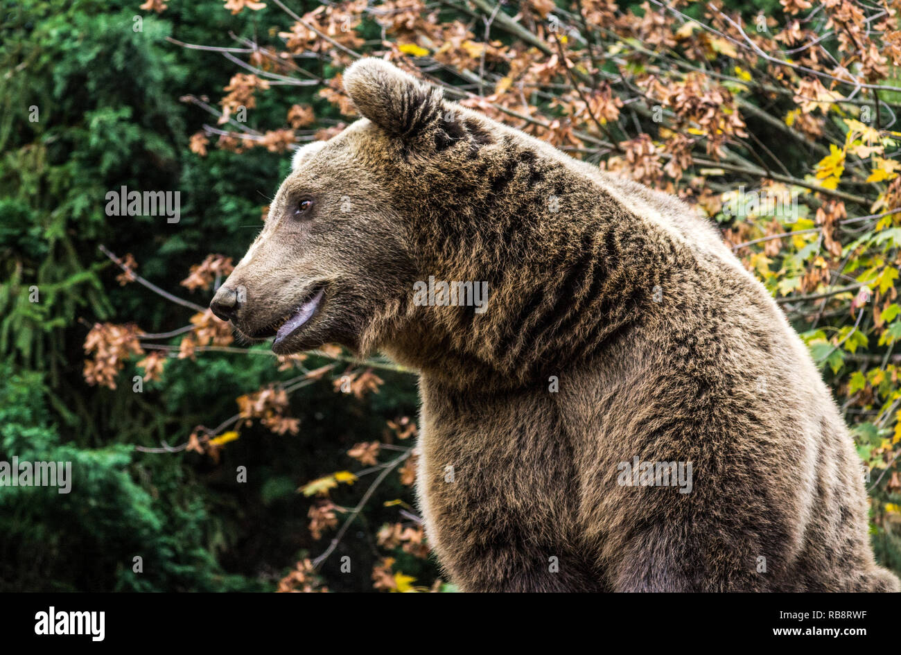 Hot'Ours brun (Ursus arctos) Banque D'Images