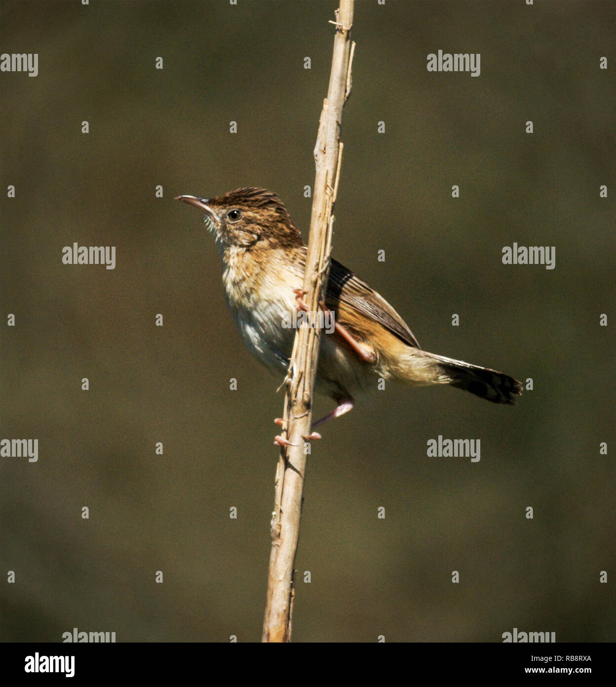 Un Fan-tailed Warbler juncidis Cisticole (chant) à partir d'un perchoir exposé sur le bord d'une zone humide d'espagnol. Banque D'Images
