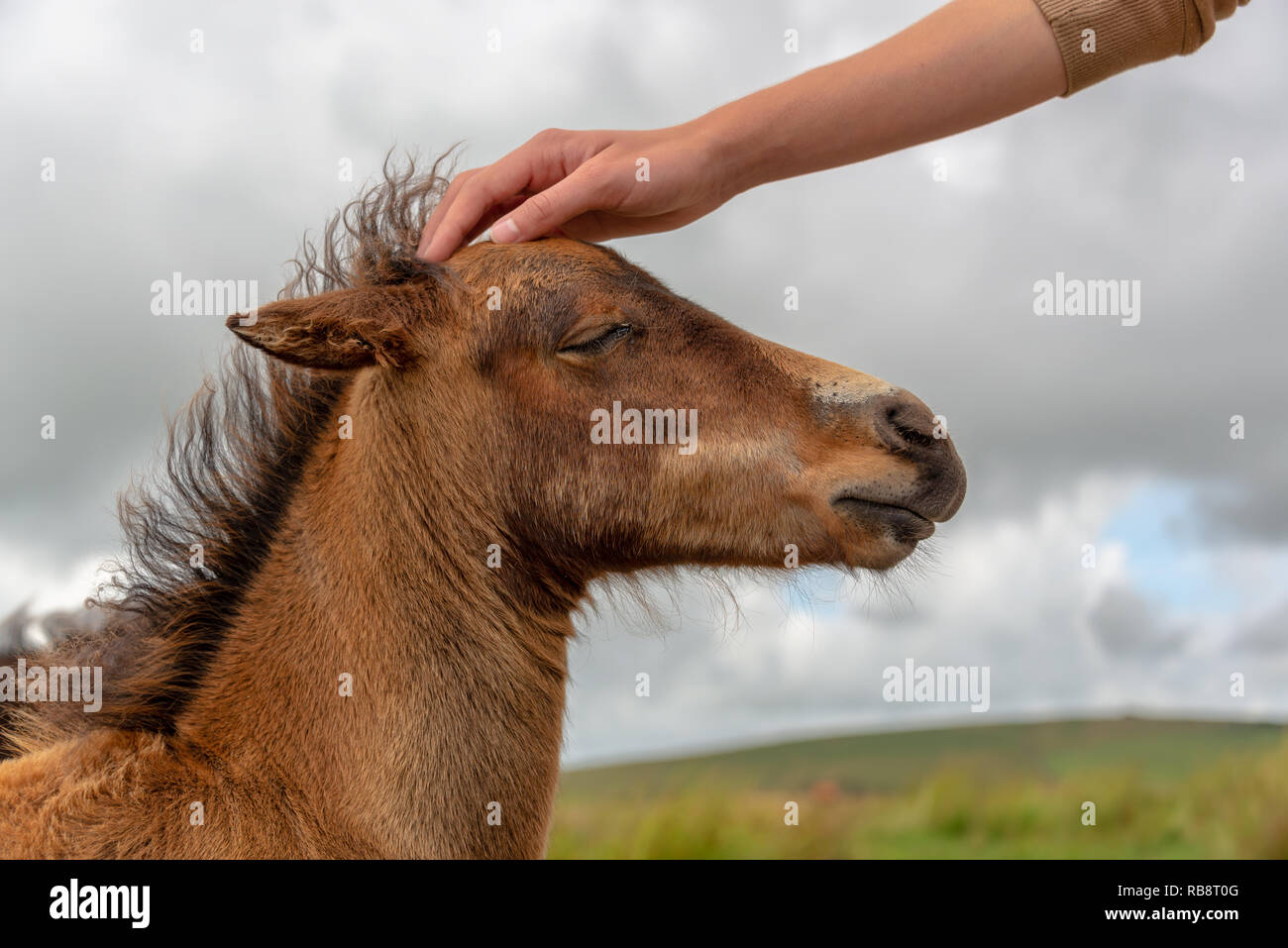 Main d'un garçon caressant la tête d'un poney Dartmoor poulain, Devon UK Banque D'Images